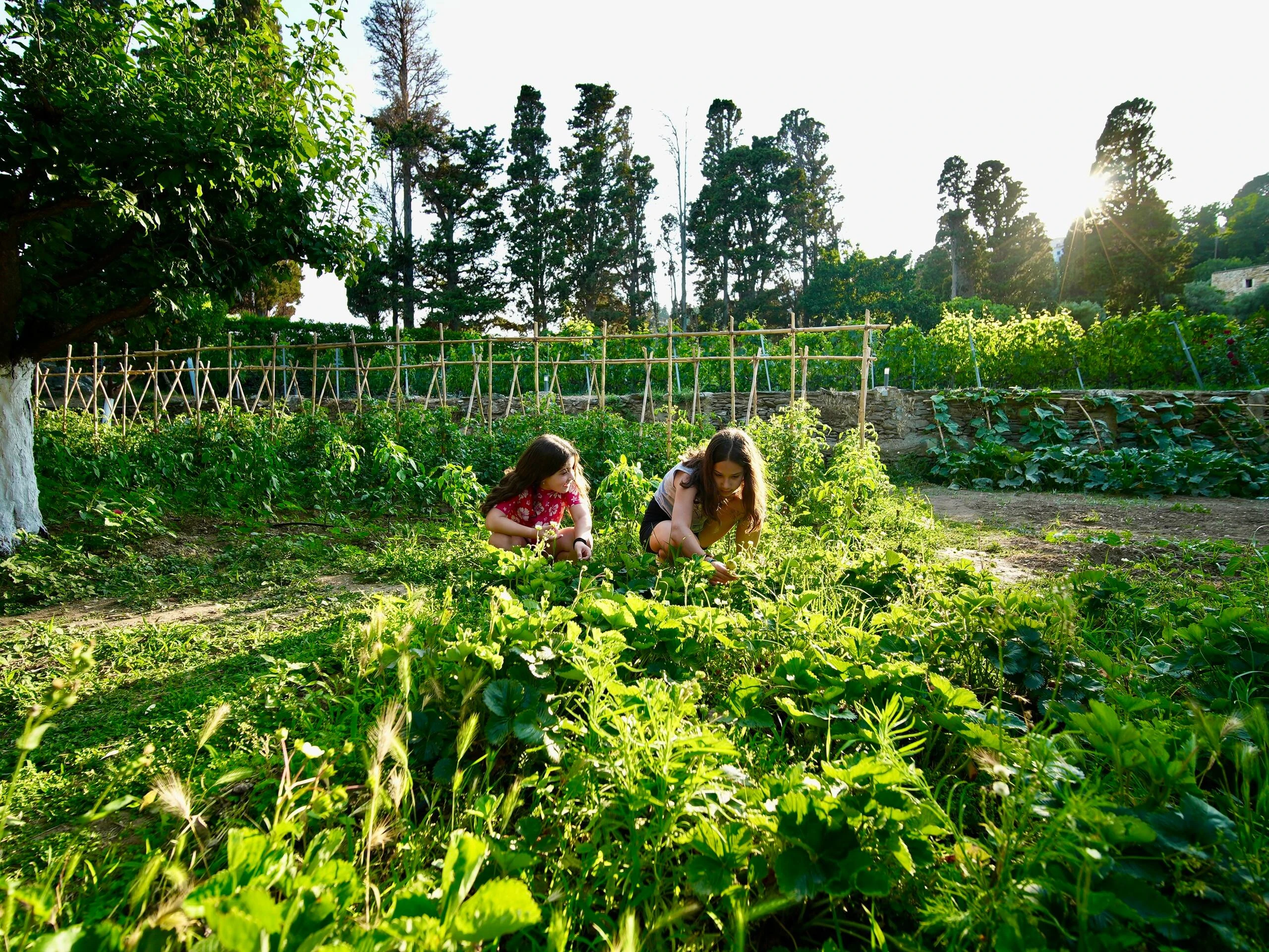 Vegetable garden and farm to table cooking
