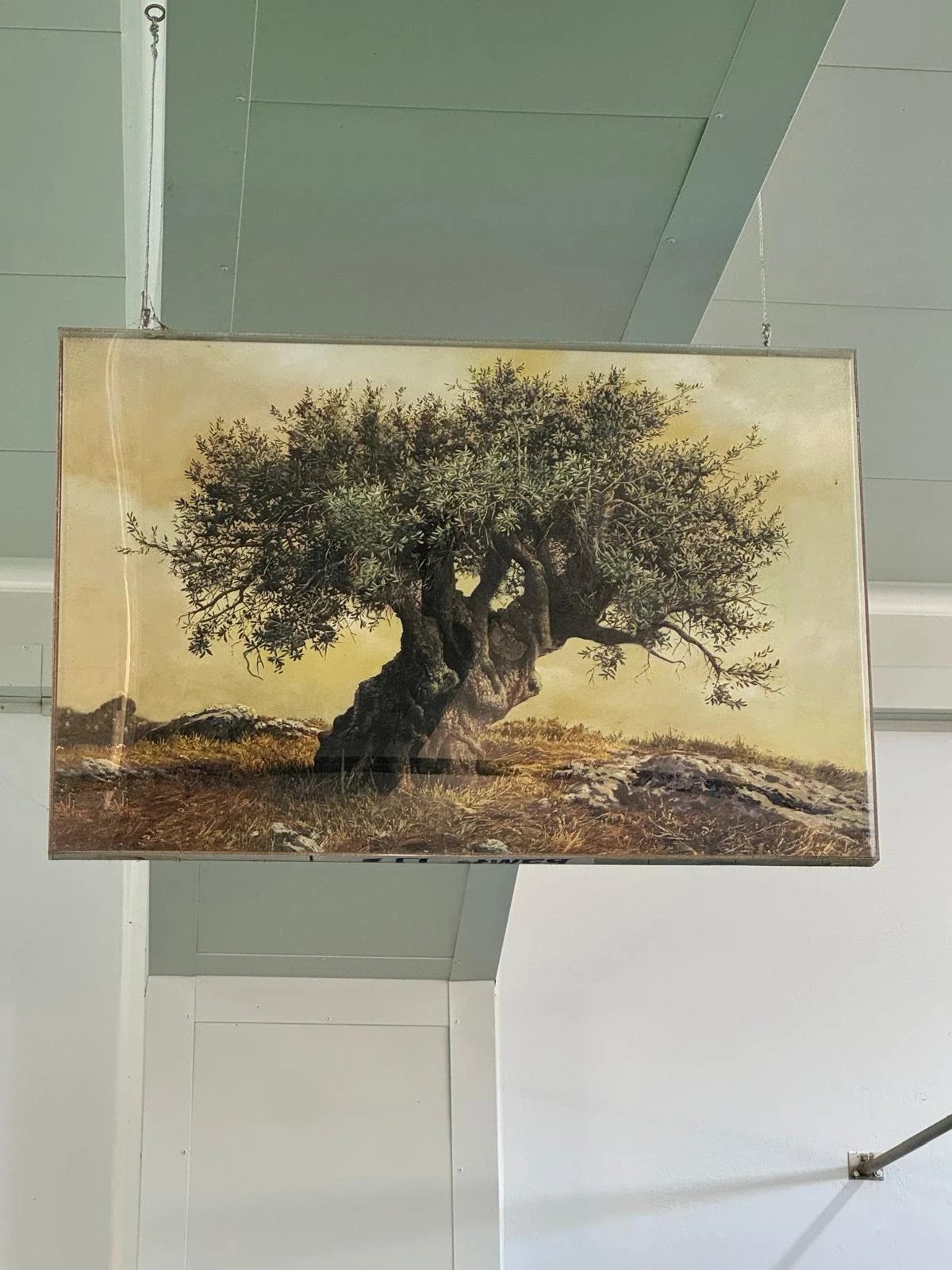Olive tree photo at the Andros Oil Press